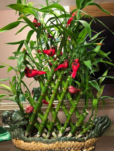 lucky bamboo santa fe feng shui